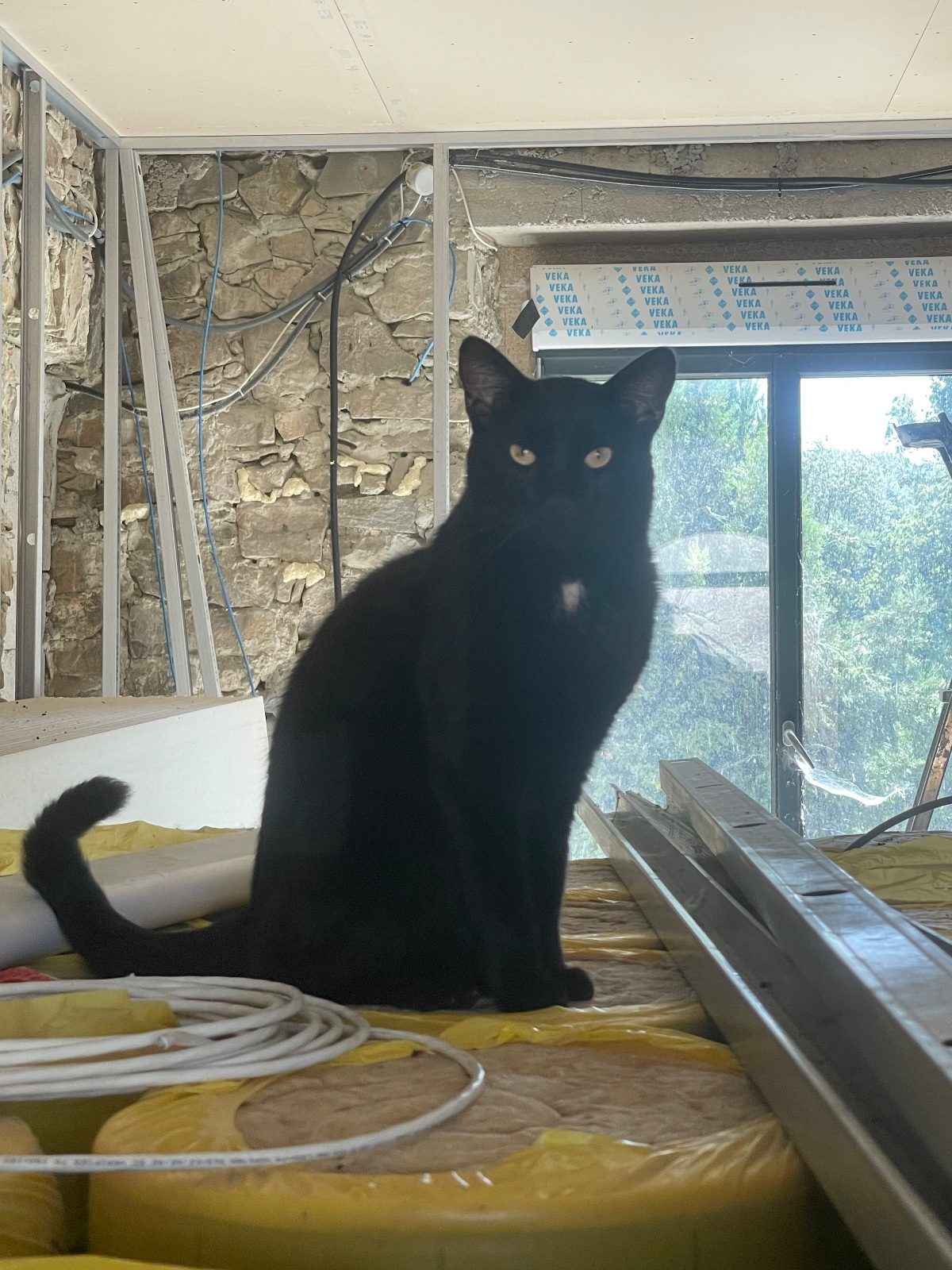 Donne 2 chats noir, deux frères de 5 ans stérilisé, grand espace nécessaire – Chat / Chaton à donner à Dommartin (69) (photo 3)