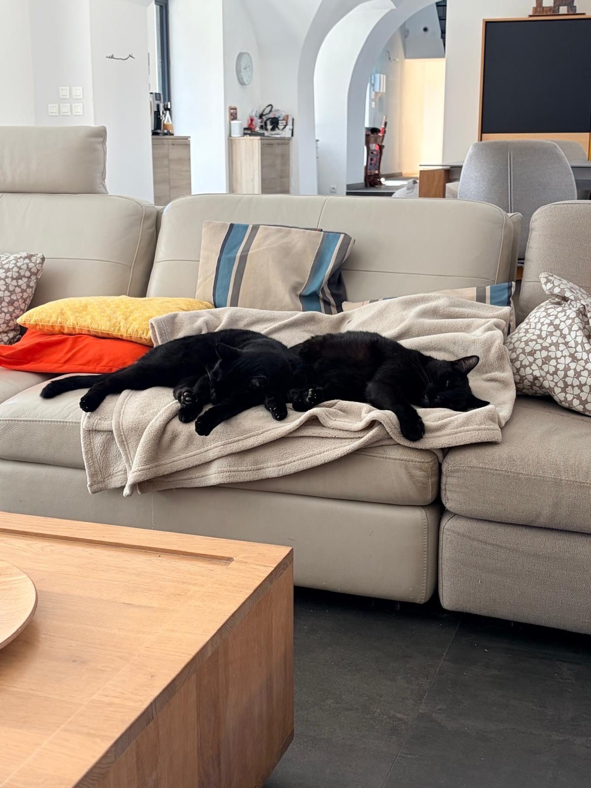 Donne 2 chats noir, deux frères de 5 ans stérilisé, grand espace nécessaire – Chat / Chaton à donner à Dommartin (69)