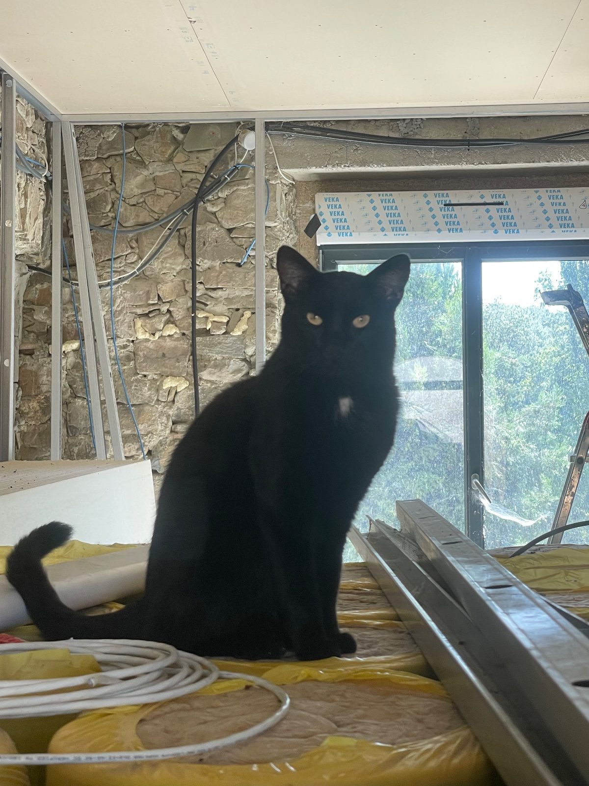 Donne 2 chats 🐈‍⬛ noir, frère, 5 ans – Chat / Chaton à donner à Crest (26) (photo 3)