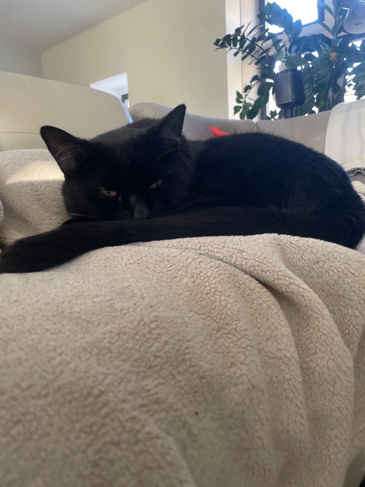 Donne 2 chats 🐈‍⬛ noir, frère, 5 ans – Chat / Chaton à donner à Crest (26)