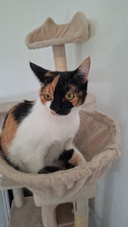 Donne 2 chattes inséparable