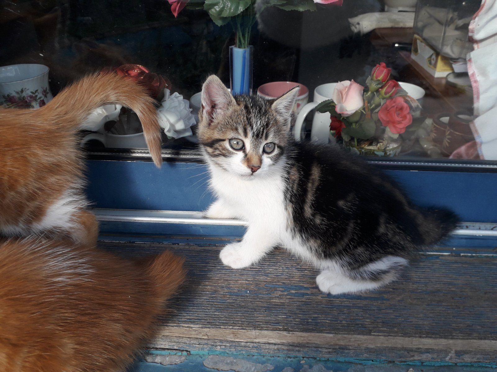 Donne 3 chatons, 2 rouquins et une tigrée Donne 3 chatons, 2 rouquins et une tigrée – Chat / Chaton à donner à Barfleur (50) (photo 3)