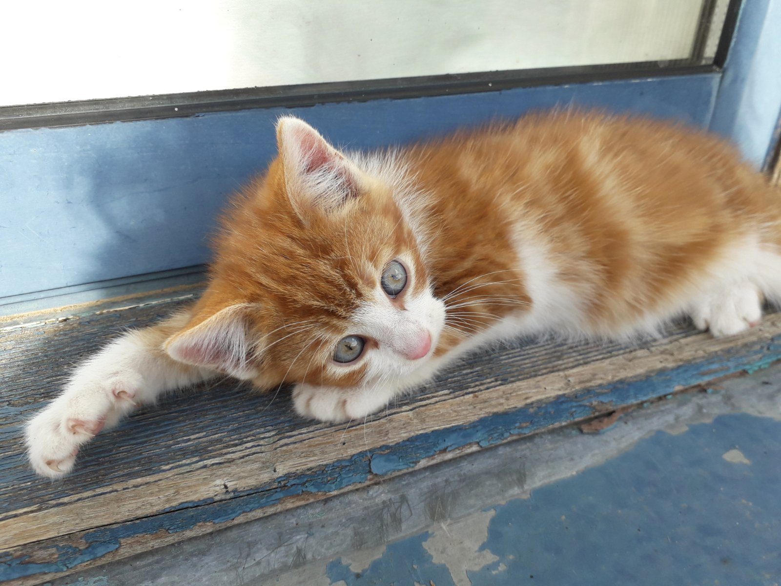 Donne 3 chatons, 2 rouquins et une tigrée – Chat / Chaton à donner à Barfleur (50)