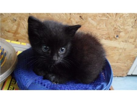 Donne 3 chatons femelles noires Donne 3 chatons femelles noires – Chat / Chaton à donner à Le Blanc Mesnil (93) (photo 3)