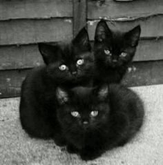 Donne 3 chatons femelles noires – Chat / Chaton à donner à Le Blanc Mesnil (93)