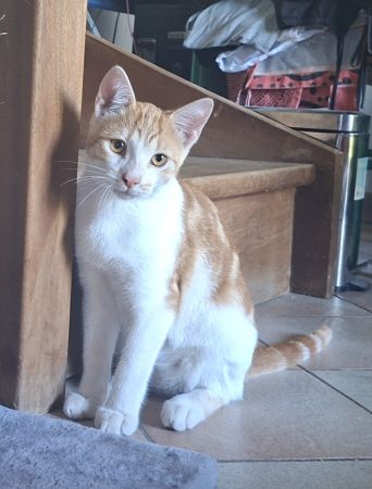 Donne adorable chaton roux de 4 mois