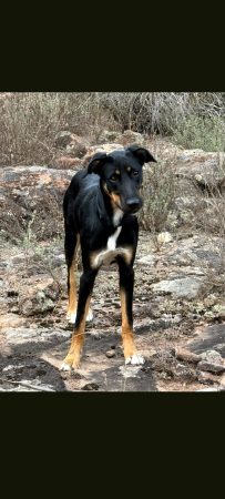 Donne beauceron croisé border collie