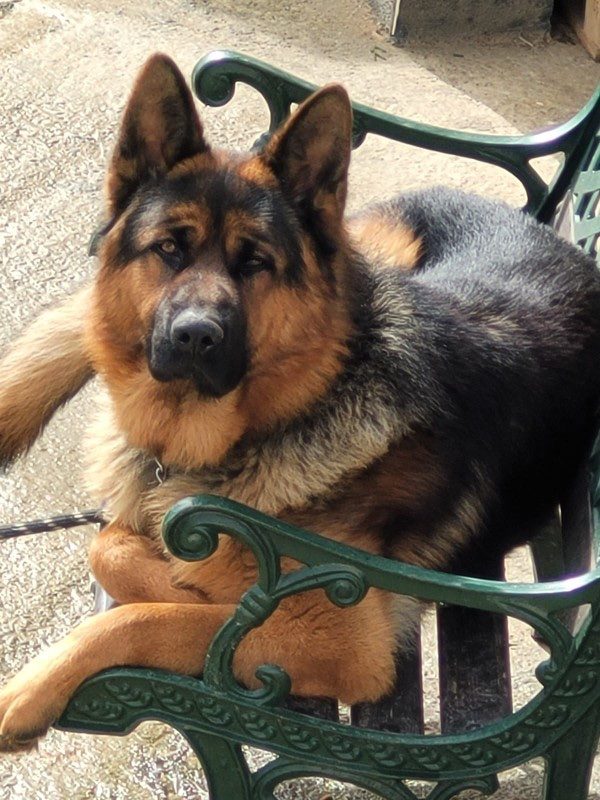 Donne Berger allemand – Chien / Chiot à donner à Limoges (87) (photo 3)