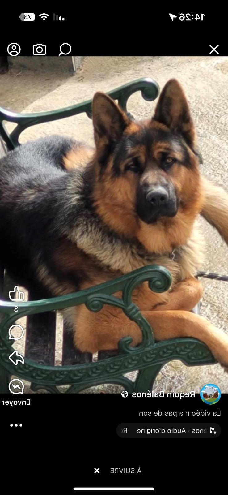 Donne Berger allemand – Chien / Chiot à donner à Limoges (87)