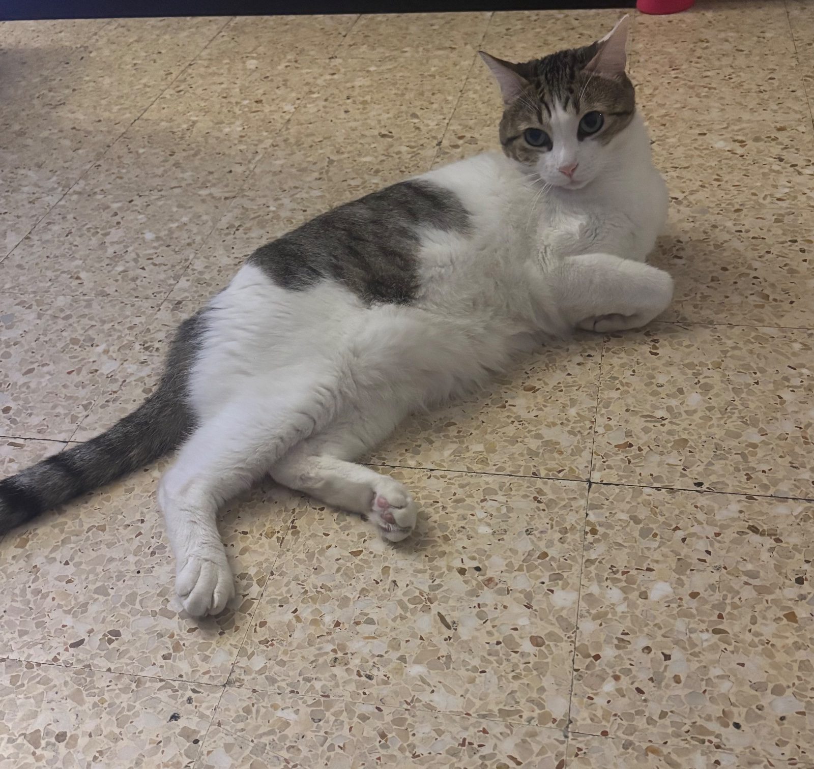 Donne chat blanc et tigre de 10 ans Donne chat blanc et tigre de 10 ans – Chat / Chaton à donner à Marseille (13) (photo 3)