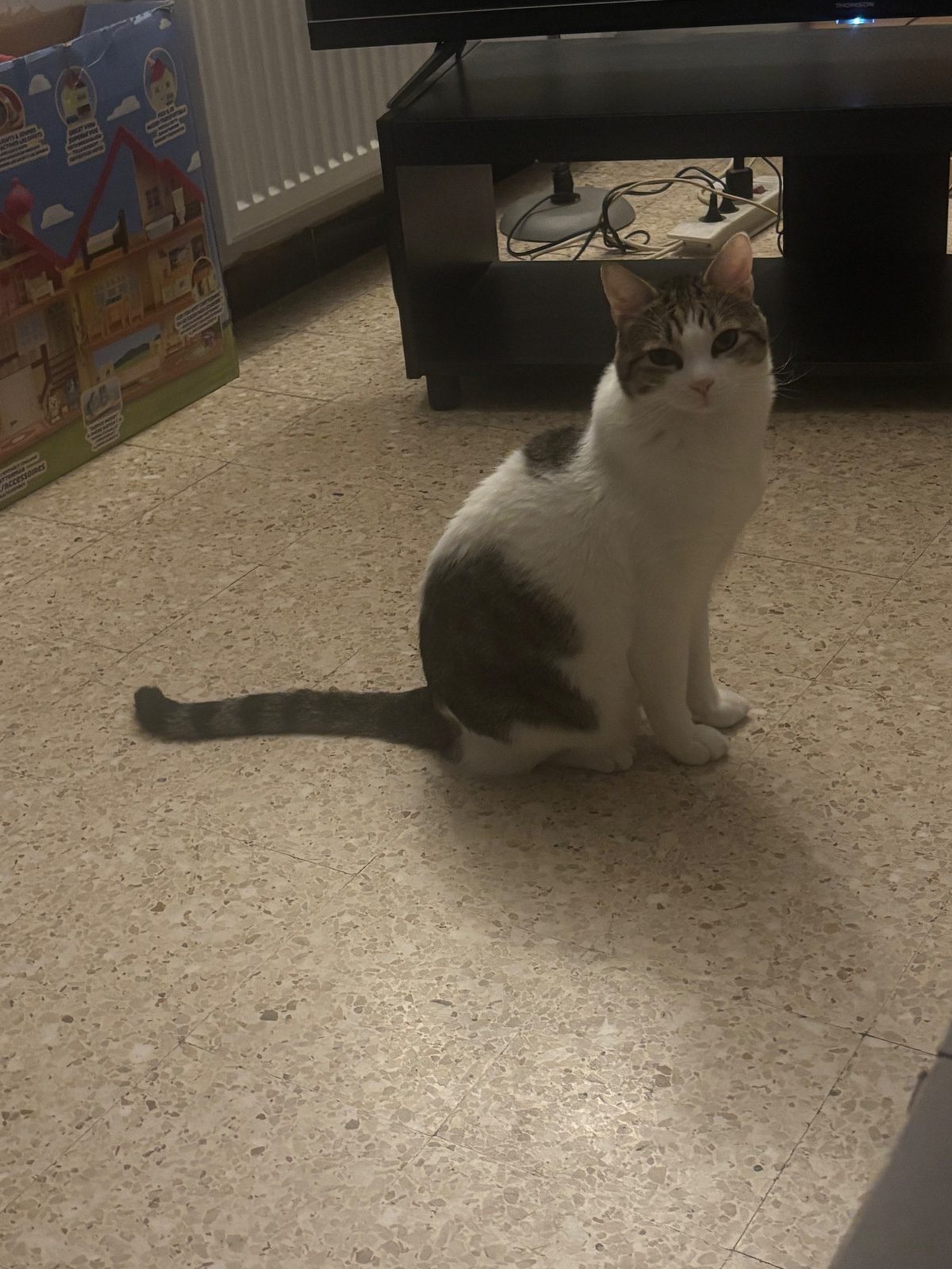 Donne chat blanc et tigre de 10 ans – Chat / Chaton à donner à Marseille (13)