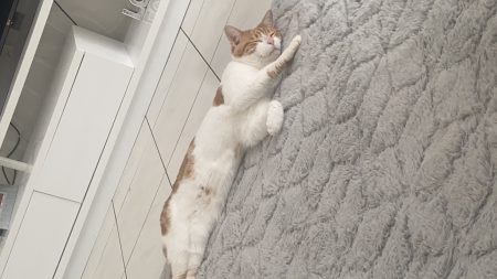 Donne chat – Chat / Chaton à donner à Laneuveville (54)