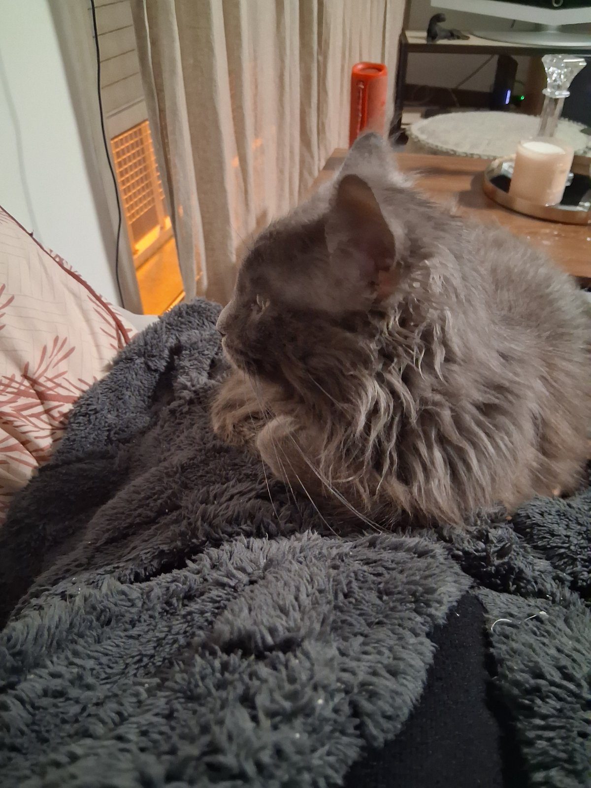 Donne chat – Chat / Chaton à donner à Perpignan (66)