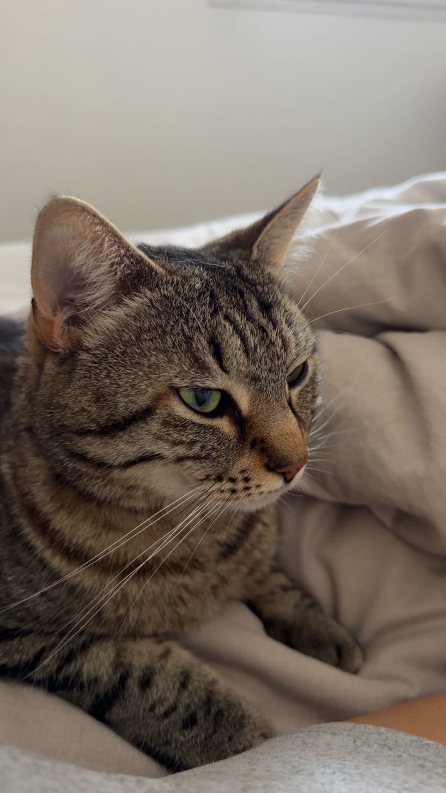 Donne chat de 3 ans Donne chat de 3 ans – Chat / Chaton à donner à Thionville (57) (photo 2)