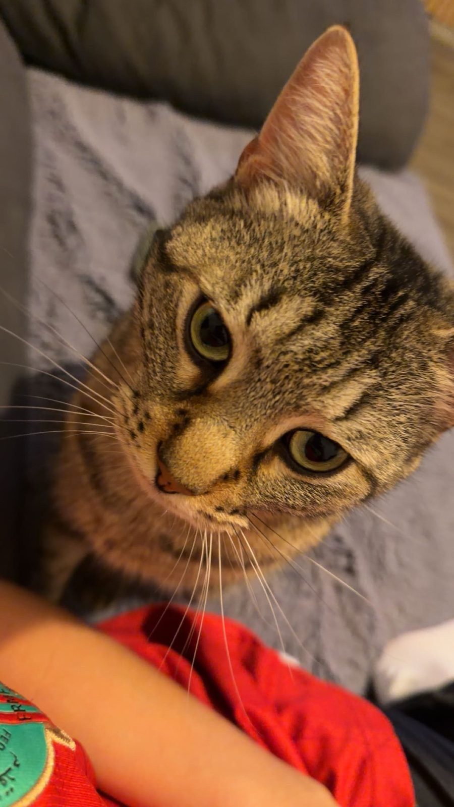 Donne chat de 3 ans – Chat / Chaton à donner à Thionville (57)