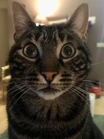 Donne Chat européen, 6 ans, pucé, vacciné, castré. Donne Chat européen, 6 ans, pucé, vacciné, castré. – Chat / Chaton à donner à Cuers (83)