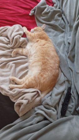 Donne chat Européen tigré roux et blanc âgé de 10 ans Donne chat Européen tigré roux et blanc âgé de 10 ans – Chat / Chaton à donner à Fleury-En-Bière (77)