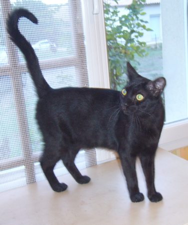 Donne chat noir Donne chat noir – Chat / Chaton à donner à Availles En Chatellerault (86)