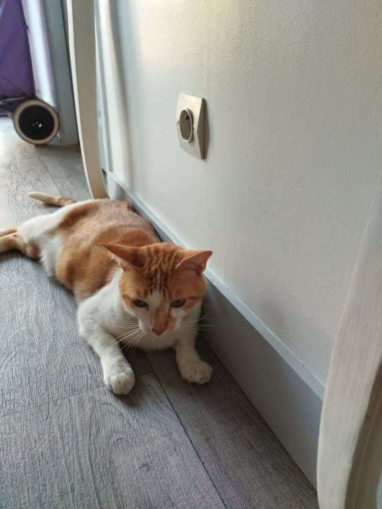 Donne chat roux de 5 ans – Chat / Chaton à donner à Mios (33) (photo 2)