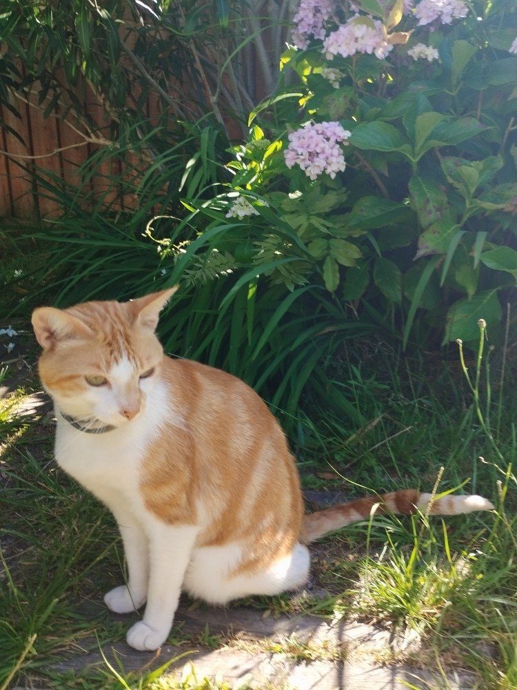 Donne chat roux de 5 ans – Chat / Chaton à donner à Mios (33) (photo 3)