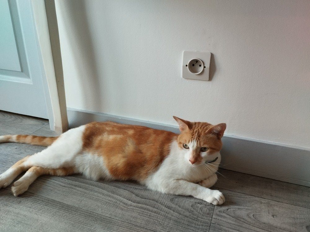 Donne chat roux de 5 ans – Chat / Chaton à donner à Mios (33)