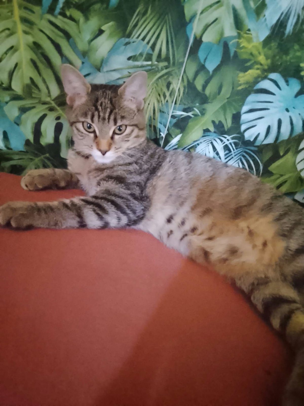 Donne chaton 4mois de race bobtail japonais – Chat / Chaton à donner à Amilly (45)