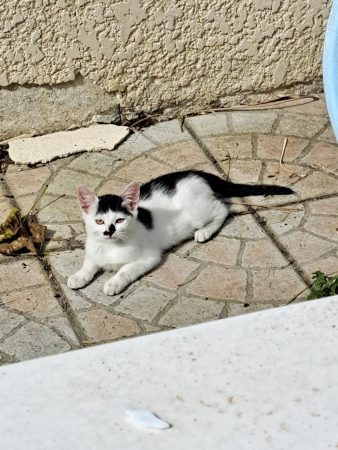 Donne chaton blanc et noir sevré de plus de 3 mois