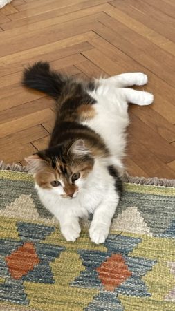 Donne chaton femelle