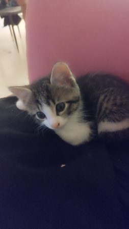 Donne chaton femmelle