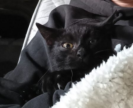 Donne chaton noir 3mois environ