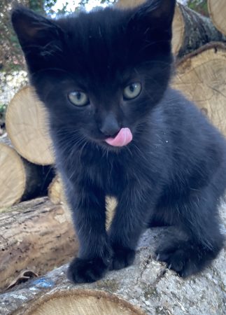 Donne chaton sevré jolie femelle noire yeux dorés – Chat / Chaton à donner à Mers-Sur-Indre (36) (photo 2)
