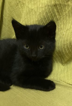 Donne chaton sevré jolie femelle noire yeux dorés – Chat / Chaton à donner à Mers-Sur-Indre (36) (photo 3)