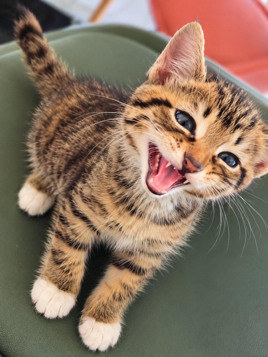 Donne chaton tigré mâle né à la maison – Chat / Chaton à donner à Saint Maigrin (17) (photo 3)