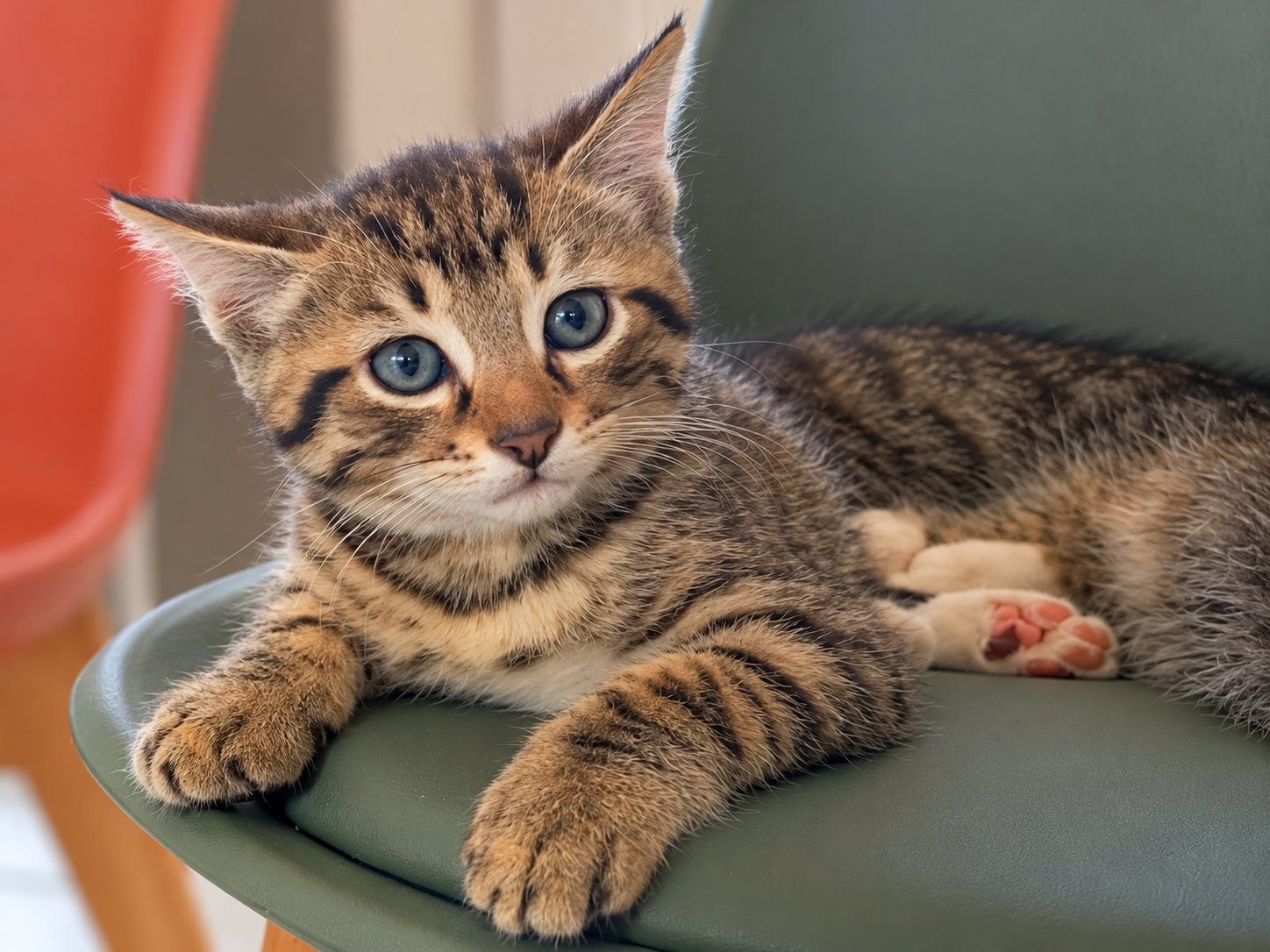 Donne chaton tigré mâle né à la maison – Chat / Chaton à donner à Saint Maigrin (17)