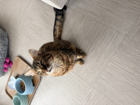 donne chaton tigré, poils longs