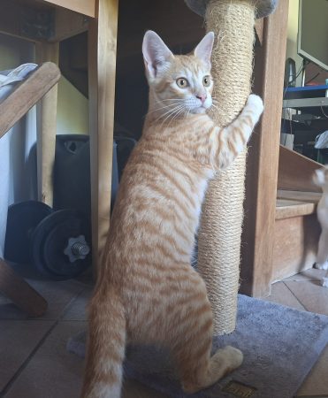 Donne chaton tigré roux très affectueux