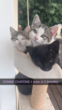 Donne chatons 3 mois a la fin de octobre. Donne chatons 3 mois a la fin de octobre. – Chat / Chaton à donner à La Suze-Sur-Sarthe (72)