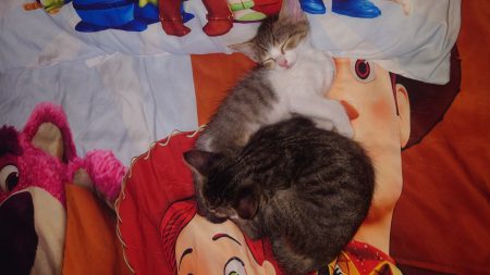 Donne chatons mâle et femelle