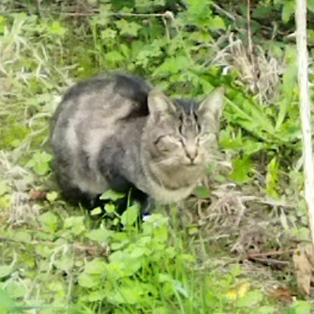 Donne chats Donne chats – Chat / Chaton à donner à Meillac (35) (photo 2)
