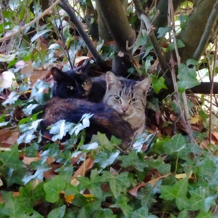 Donne chats Donne chats – Chat / Chaton à donner à Meillac (35)