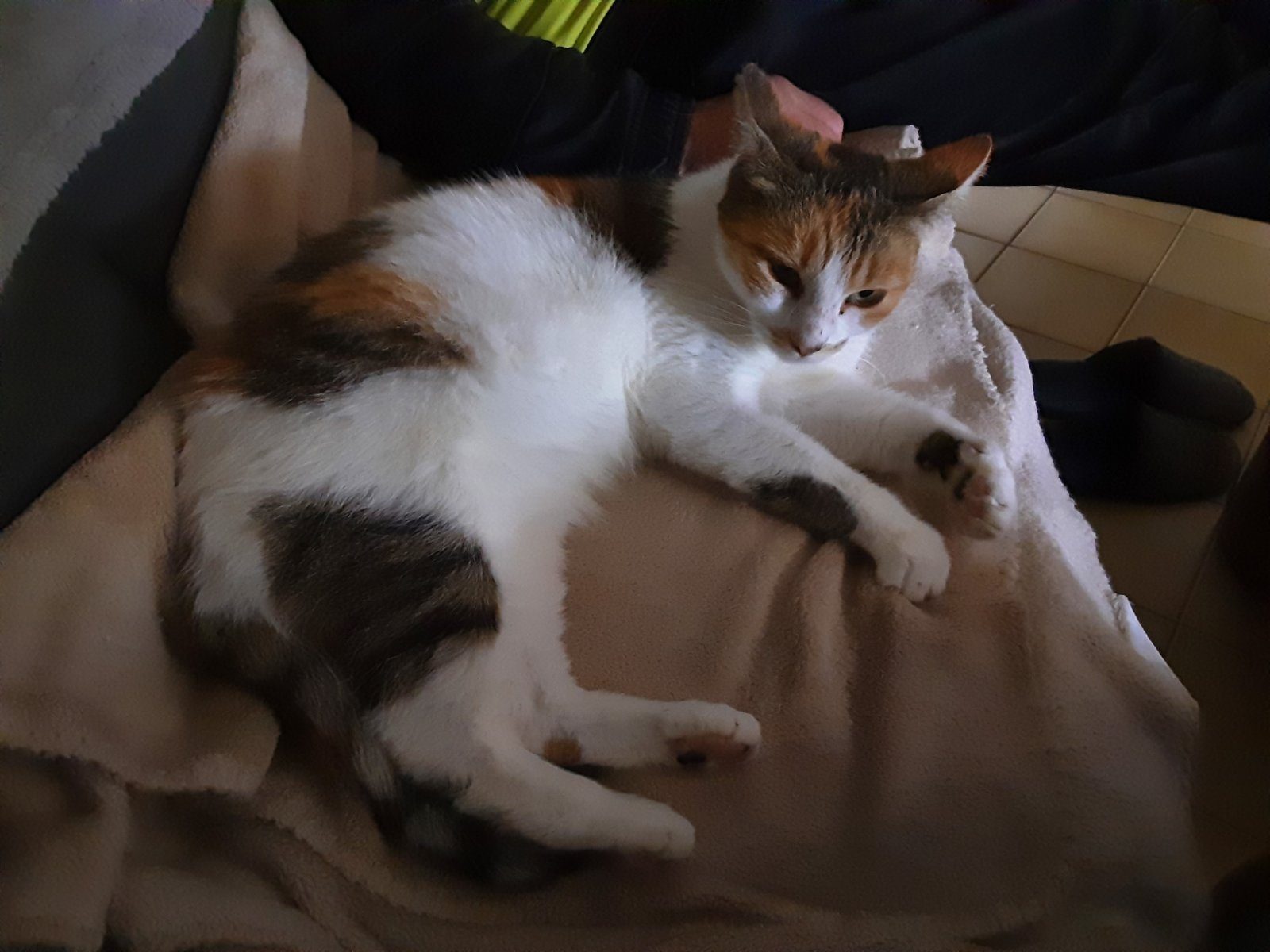 Donne chatte tigrée perdue et venue chez moi pas pucee – Chat / Chaton à adopter à Melun Sur Yevre (18)