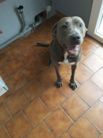 Donne chien 6 ans