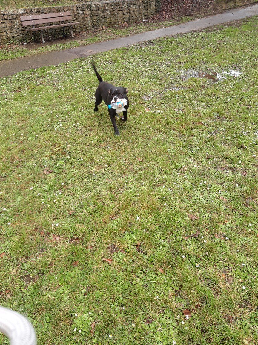 Donne chien âgé de 2 ans – Chien / Chiot à donner à Quimper (29) (photo 2)