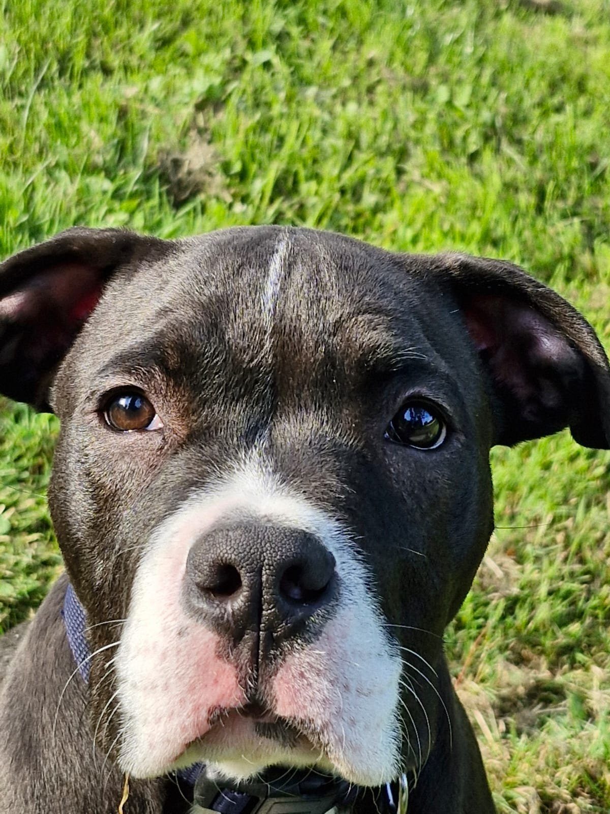 Donne chien âgé de 2 ans – Chien / Chiot à donner à Quimper (29) (photo 3)