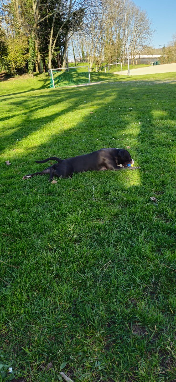 Donne chien âgé de 2 ans – Chien / Chiot à donner à Quimper (29)