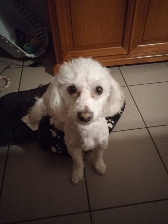 Donne chien bichon a poil frisé Donne chien bichon a poil frisé – Chien / Chiot à donner à Calais (62)