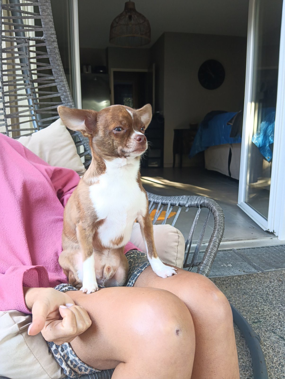 Donne chien – Chien / Chiot à donner à Perpignan (66)