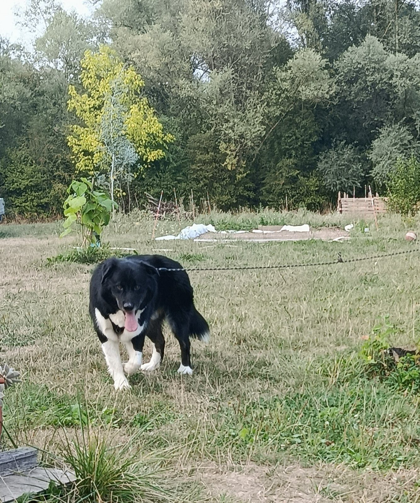 Donne chien Malamute d'Alaska croisé Border collie – Chien / Chiot à donner à Hettange-Grande (57) (photo 3)