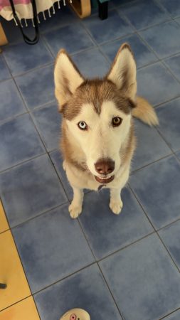 Donne chienne de 2 ans