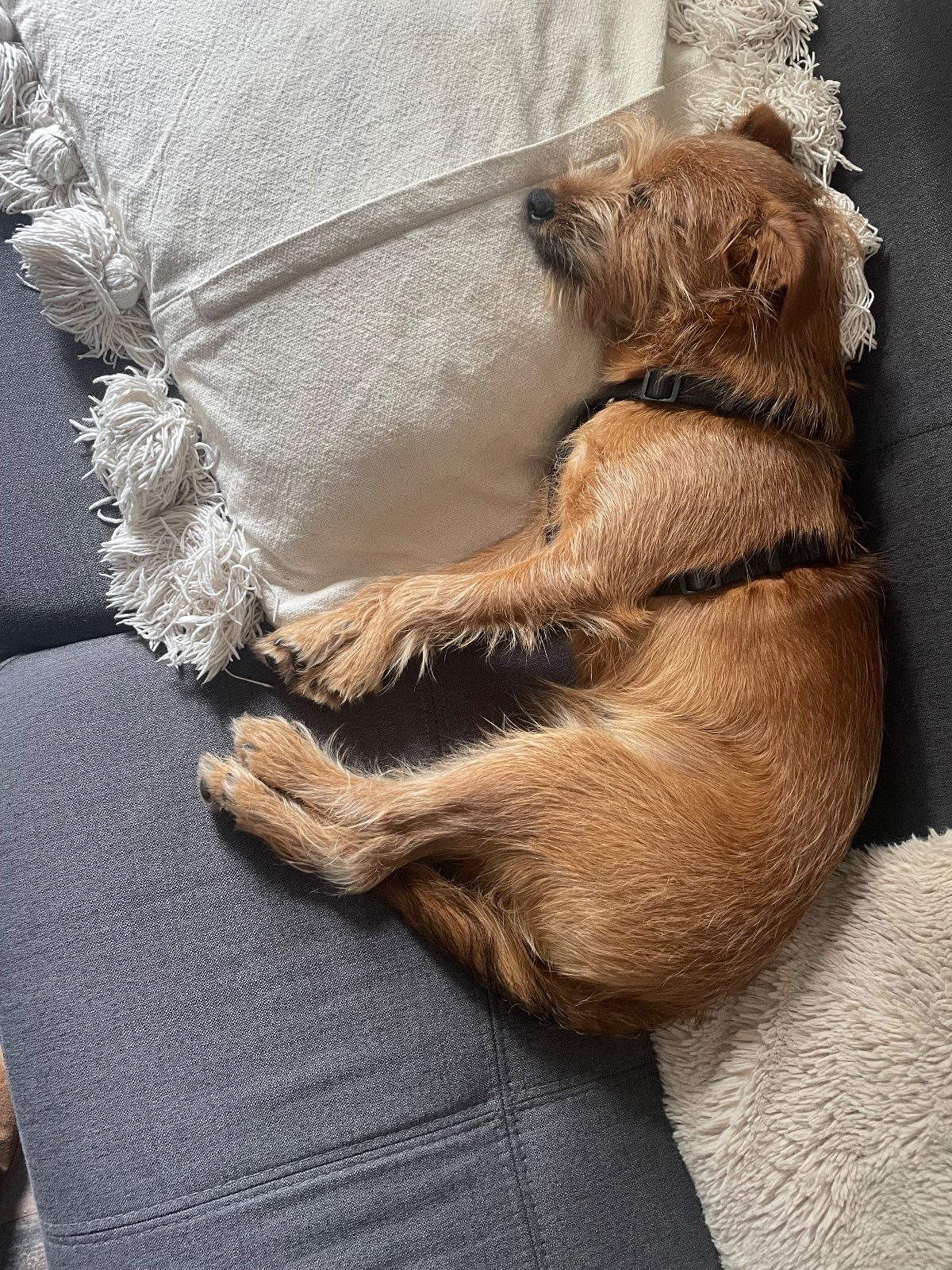 Donne chiot mâle 8 mois. 7 kilos. Vacciné, stérilisé. Très gentil. Maison avec jardin – Chien / Chiot à donner à Algrange (57) (photo 3)